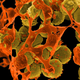Illustration for article titled Socially Networked Bacteria Isn't as Scary as It Sounds